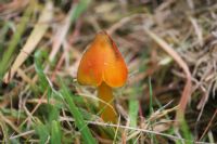 Blackening waxcap (Hygrocybe conica): Click to enlarge